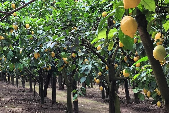 E-Bike Food and Wine Tour in the Sorrento Peninsula - Tour Route