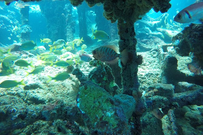 Elegance Catamaran Cruises Sailing Lunch Snorkel and Swim Excursion - Health and Medical Considerations