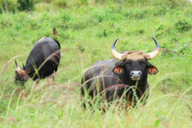 Elephant and Wildlife Watching in Kuiburi National Park - Private Afternoon Tour - Tour Guides Expertise and Service