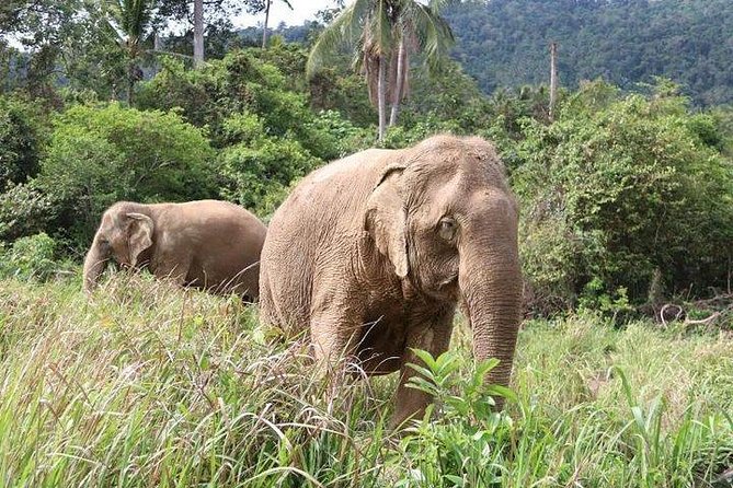 Elephant Nature Care, the Largest Elephant Sanctuary on Koh Samui - Conservation Efforts and Elephant Behavior