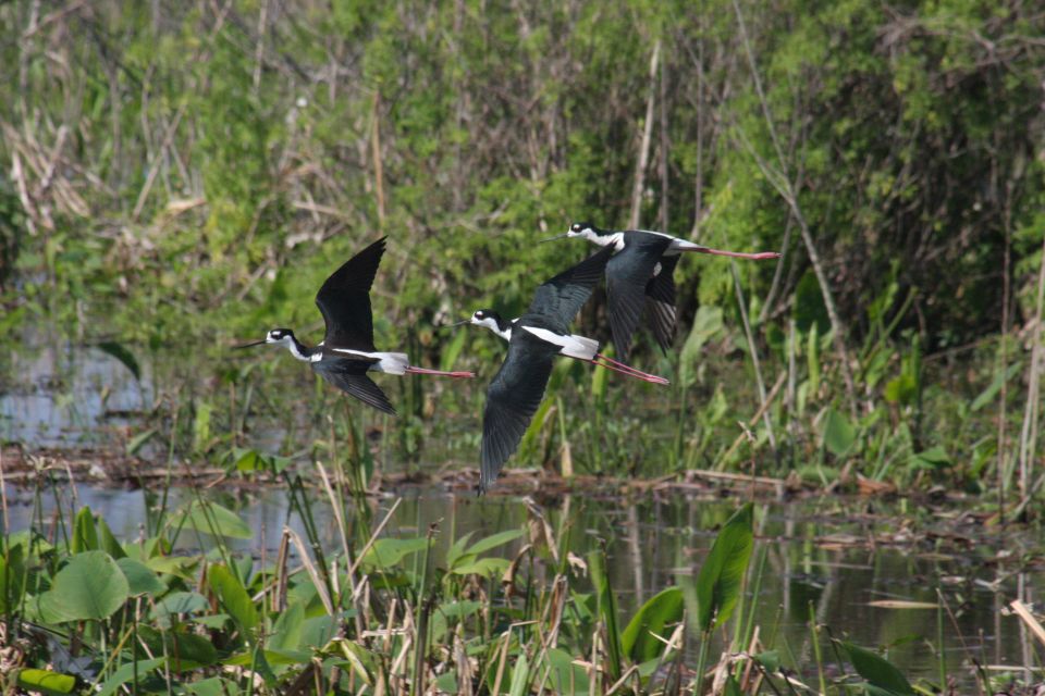 Everglades Day Safari From Sanibel, Fort Myers & Naples - Directions