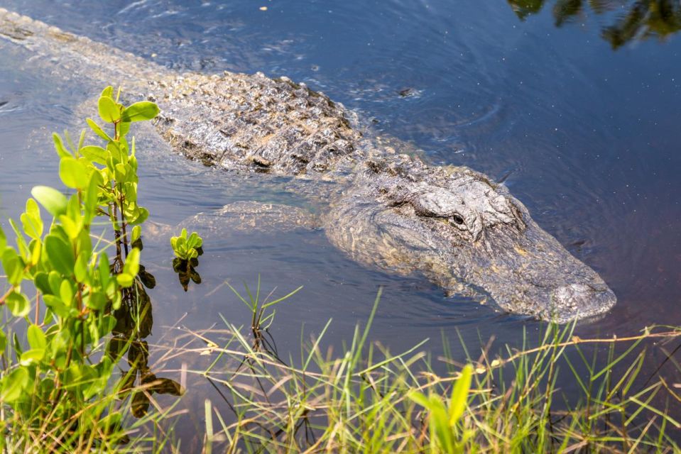 Everglades: Mangrove, Grassland Airboat Tours, & Boardwalk - Getting There