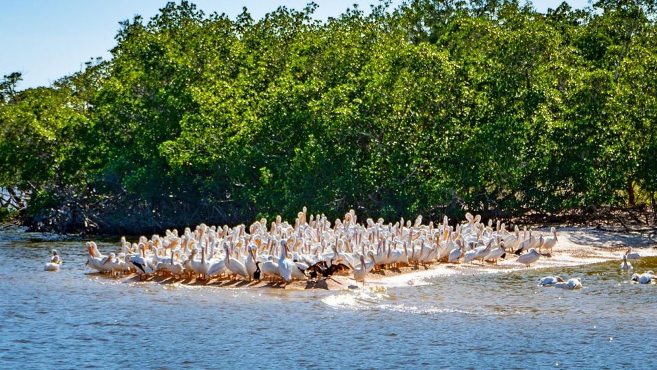 Everglades National Park: Pontoon Boat Tour & Boardwalk - Accessibility and Restrictions