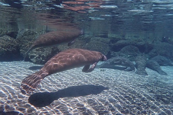 Exclusive Small Group VIP Heated Manatee Snorkel Tour - What to Bring