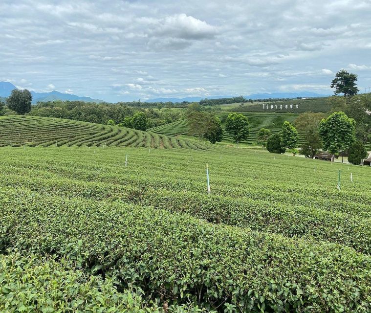 Explorer Border Road and Nature (Tea and Coffee) - Highlights: Mae Sai District