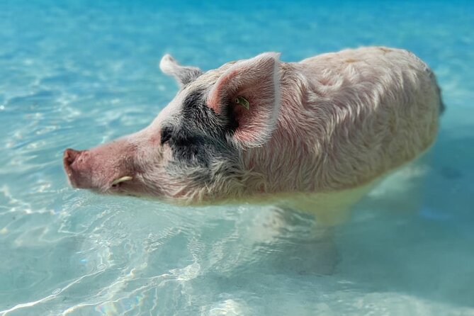 Exuma Island Hopping & Swimming Pigs Tour With Lunch From Nassau - Beach Time and Sandbar Swimming