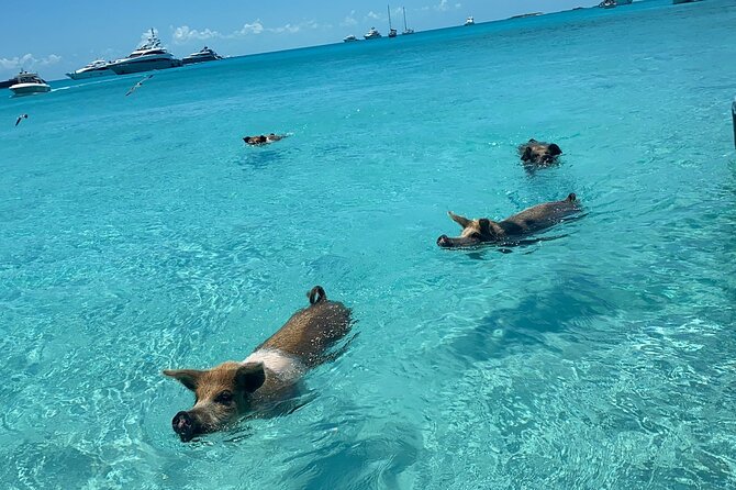Exuma Powerboat Tour From Nassau With Swimming Pigs - Traveler Restrictions