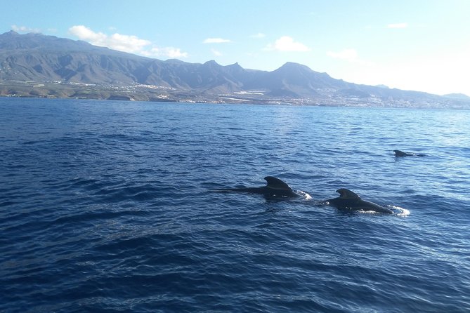 Fishing Trip, Tenerife Sea Passion - Fishing Opportunities