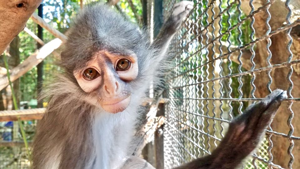 From Bangkok: Wildlife Rescue and Elephant Rescue Tour - Elephant Conservation and Exploitation