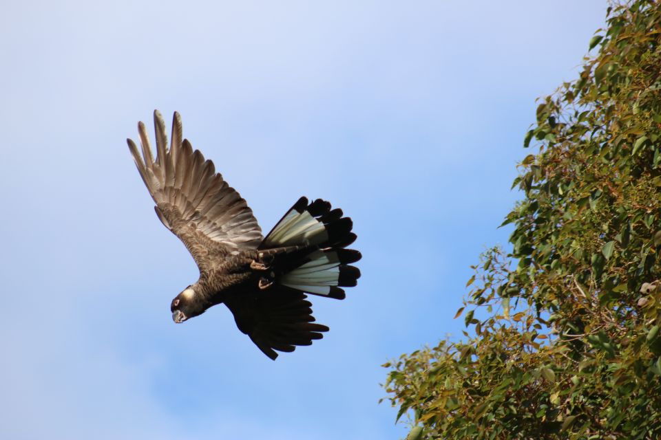 From Busselton: Half-Day Coastal and Wildlife Eco Tour - Frequently Asked Questions