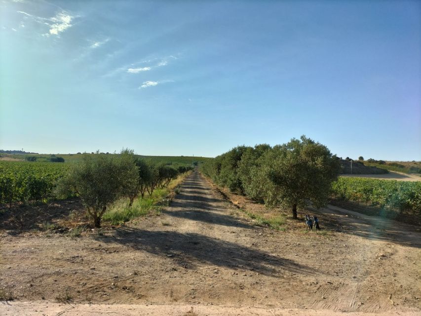 From Cagliari: Wine Cellar Tour With Tastings - Meeting Point and Directions