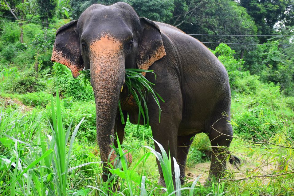 From Chiang Mai: Elephant Care Program and Nursery Tour