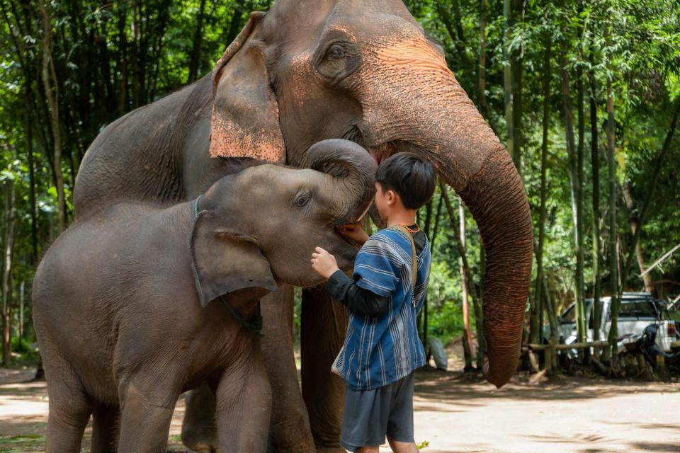 From Chiang Mai: Kerchor Eco Elephant Park Tour - Roundtrip Transportation