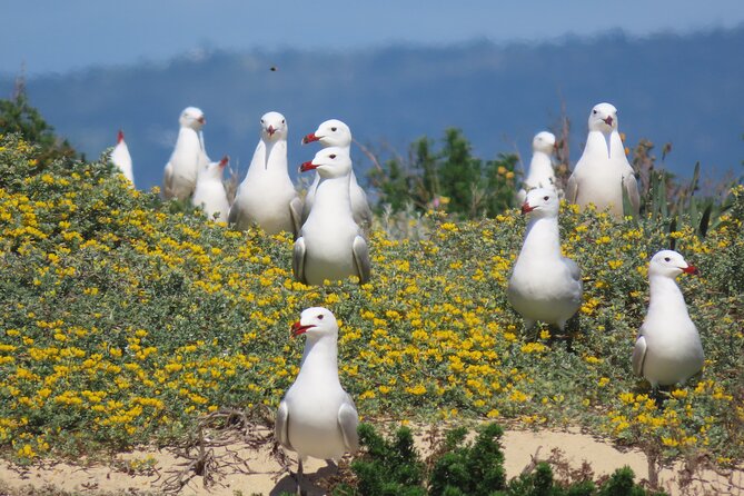 From Faro: Ria Formosa Eco Tour Guided by Marine Biologist - Beachcombing on Ilha Deserta