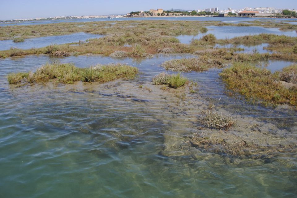 From Faro: Ria Formosa Lagoon Boat Tour With Local Guide - Accessibility Features