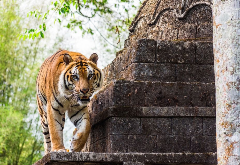 From Jakarta: Safari Park, Tea Plantation & Jaksa Waterfall - Swimming in the Waterfall