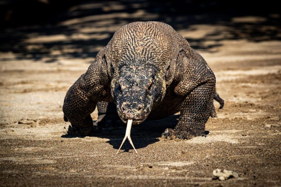 From Labuan Bajo Explore Komodo Dragon Island - Padar Island Hike