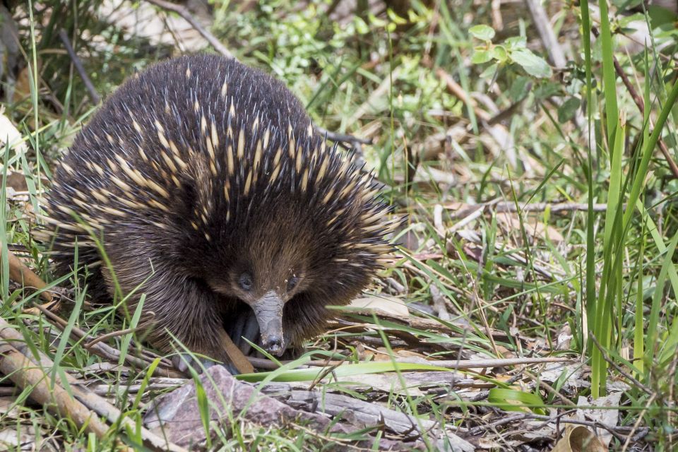 From Melbourne: Great Ocean Road and Otway Overnight Tour - Frequently Asked Questions