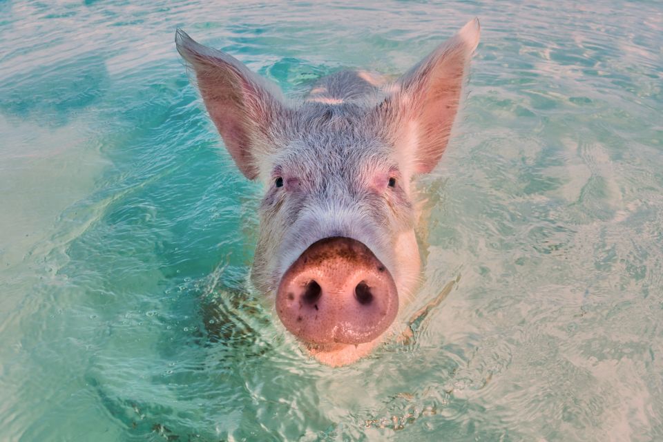 From Nassau: Exuma Swimming Pigs, Sharks and More - Sandbar Stroll