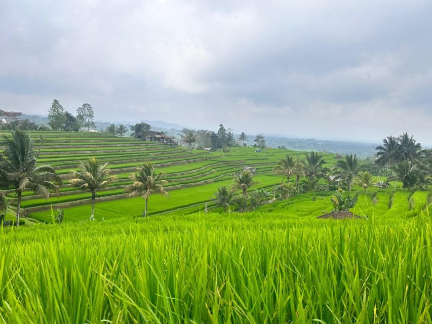 From North Bali: Tanah Lot, Sangeh Forest & Ulun Danu Temple - Jatiluwih Rice Terraces