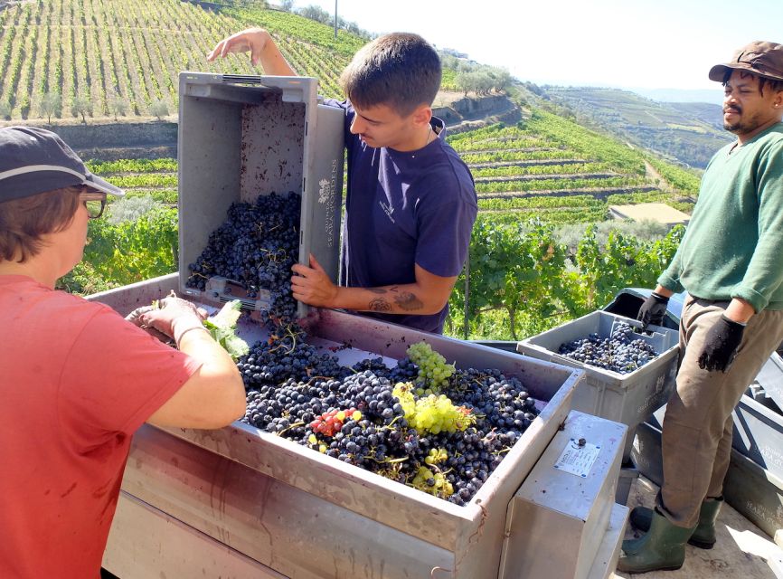 From Porto: Douro Region Private Food and Wine Day Tour - Likely to Sell Out