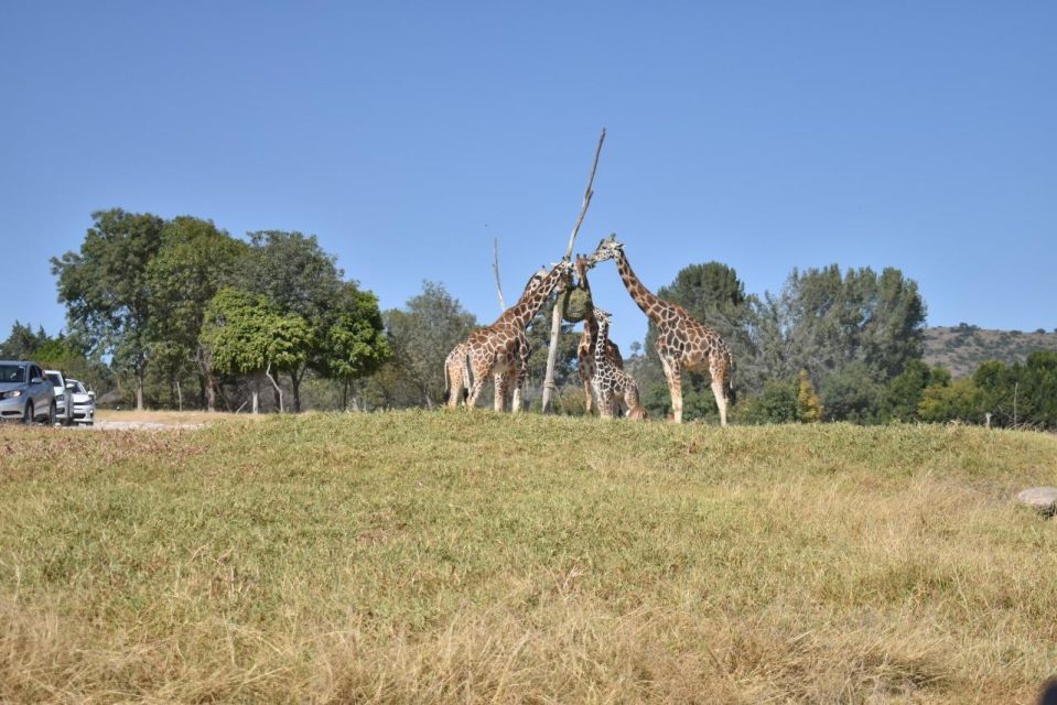 From Puebla: 5-Hour Africam Safari Private Tour - Exploring the Adventure Zone