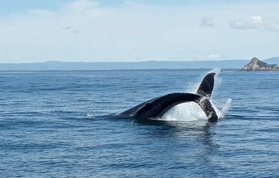 From Tauranga: Half-Day Swimming With Dolphins Tour - Accessibility Details