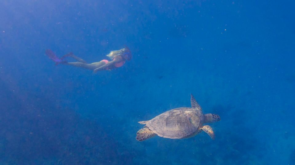 From Waikiki: Turtle Canyons Snorkeling Tour - Prepare for Your Tour