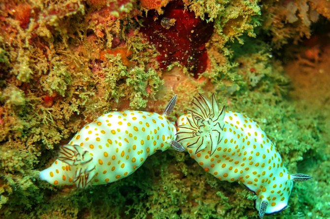 Fun Dives For Certified Divers - Booking and Cancellation Policy