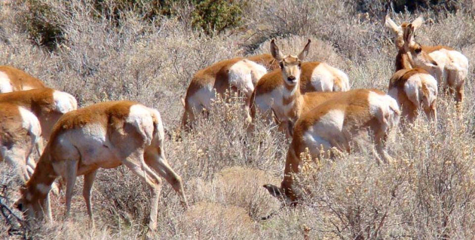 Grand Canyon: Morning Off-Road Safari With Skip the Gate - Guided Walk Along the Rim