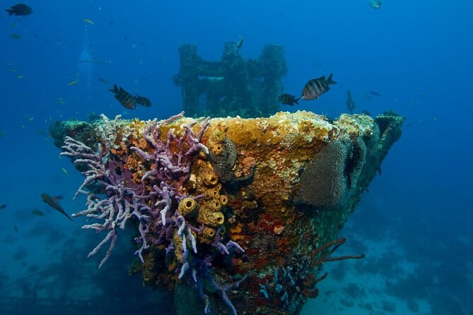 Half-Day Aruba Intro Diving Course for Beginners - Exploring Arubas Marine Life