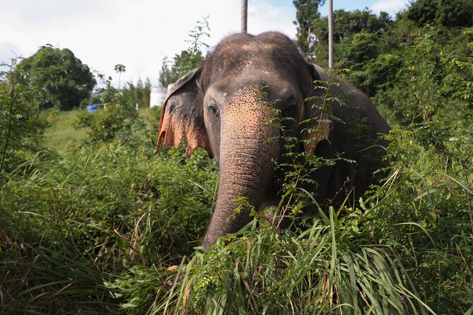 Half Day Elephant Home Sanctuary in Samui - Pickup and Drop-off Arrangements