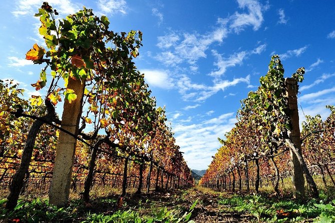 Half-Day Small-Group Wine Experience With Wine Expert From Cagliari - Group Size and Multilingual Guide