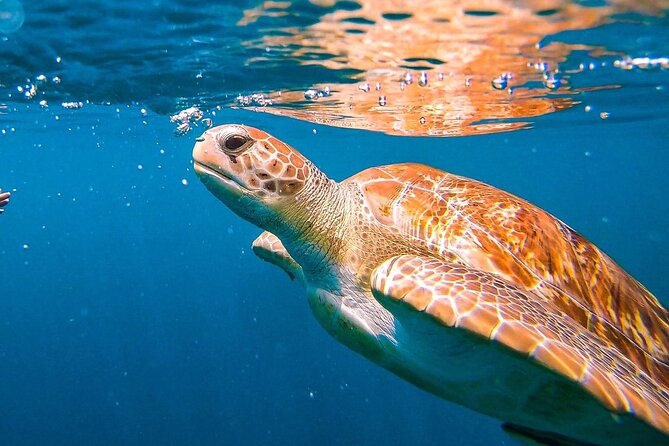 Harbour Lights - Chair & Turtle & Shipwreck Snorkel Tour - Highlights and Recommendations