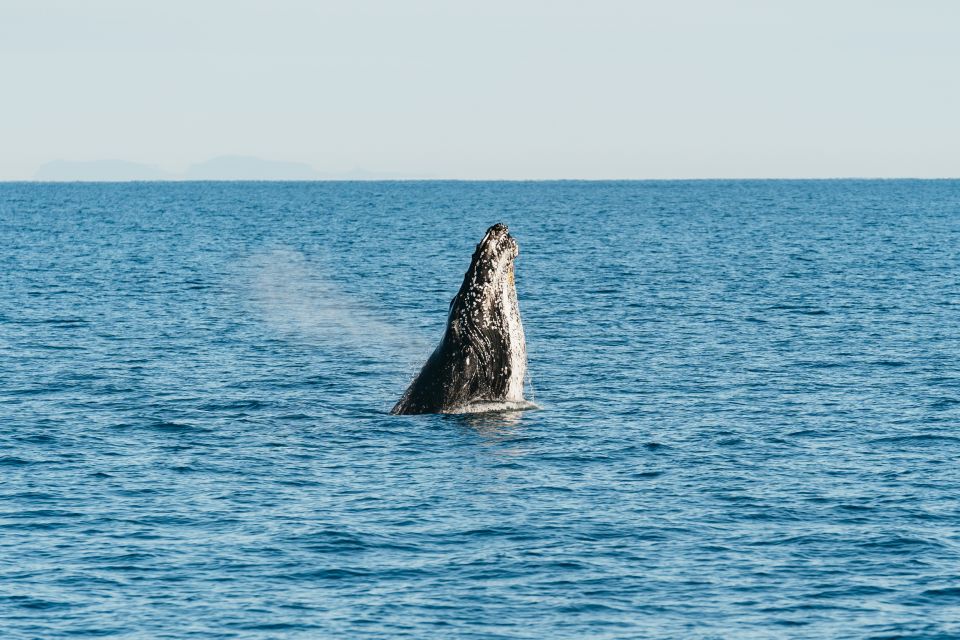 Hervey Bay: Exclusive Whale Watch Encounter - Important Information