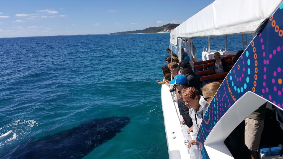 Hervey Bay: Ultimate Whale Watching Experience - Safety Measures and Sanitation Standards