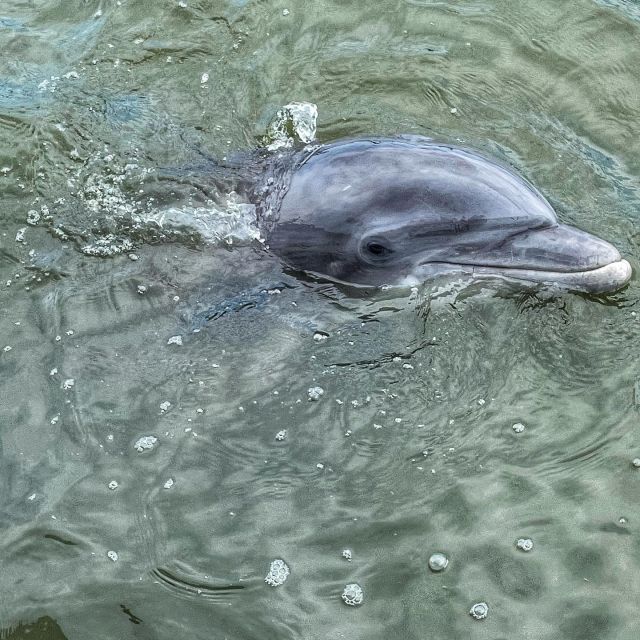 Hilton Head Island: Dolphin Cruise & Nature Tour - Frequently Asked Questions