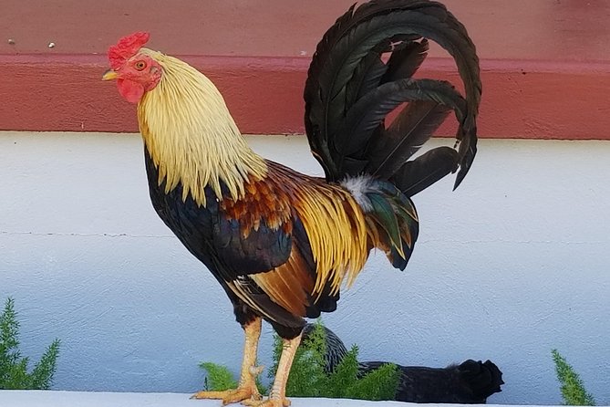 Historic Ybor City Food Walking Tour - Frequently Asked Questions