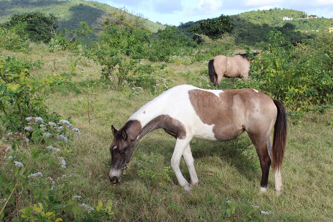 Horseback Riding Experience - What to Expect