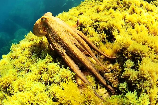 Ibiza Snorkeling Beach and Cave Cruise Tour - Meeting Point and Logistics
