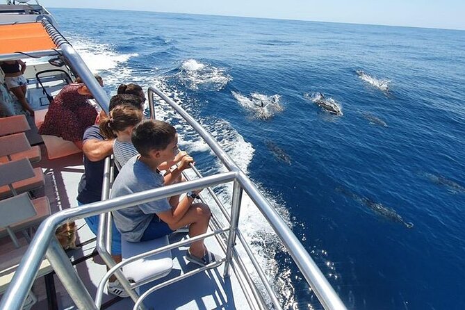 Incredible Dolphin Watching Experience on Our Family Friendly Catamaran - Lagos - Likelihood of Dolphin Sightings