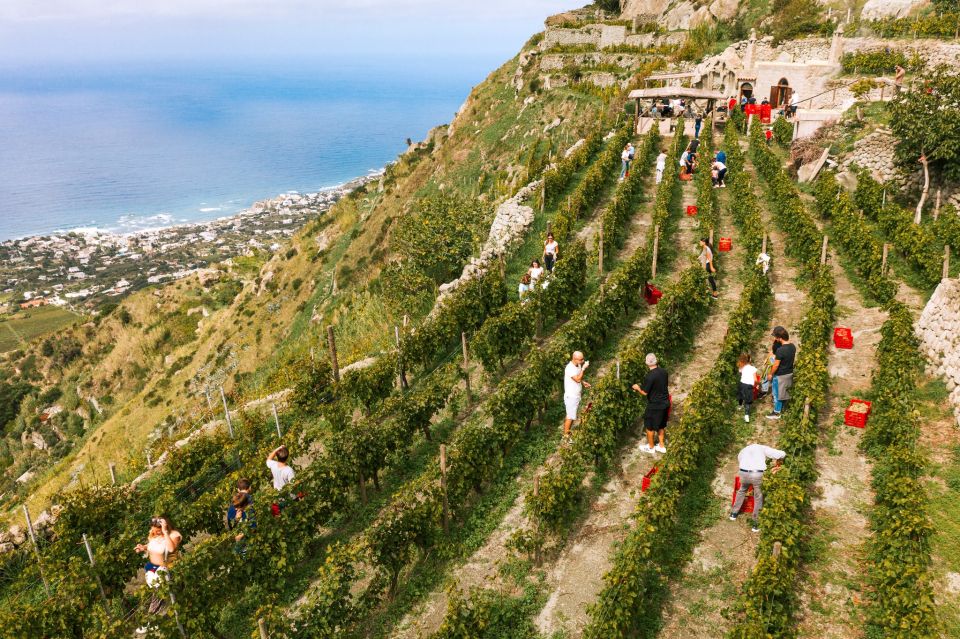 Ischia: Vineyard Tour & Wine Tasting Experience W/ Transfers - Hotel Pickup and Drop-off Included