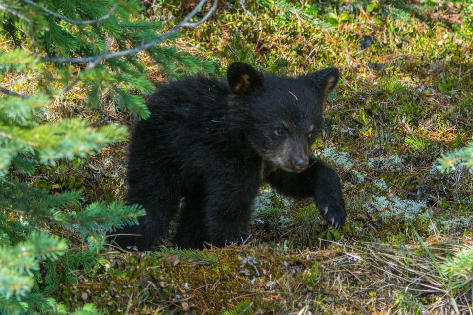 Jasper National Park: Evening or Morning Wildlife Watch Tour - Minimum Age Requirement