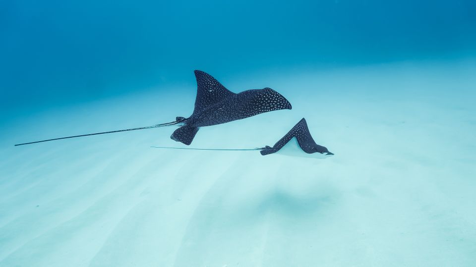 Kailua-Kona: Dolphin Watch Speedboat Snorkel Cruise and BBQ - Transportation to the Marina