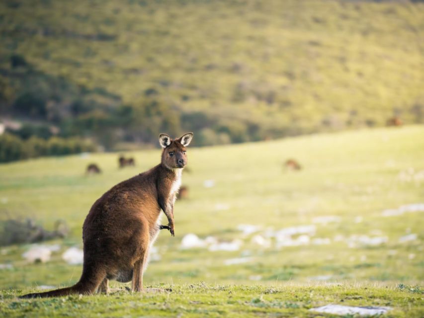 Kangaroo Island Lighthouse, Kangaroos and Wine Tasting - Recap