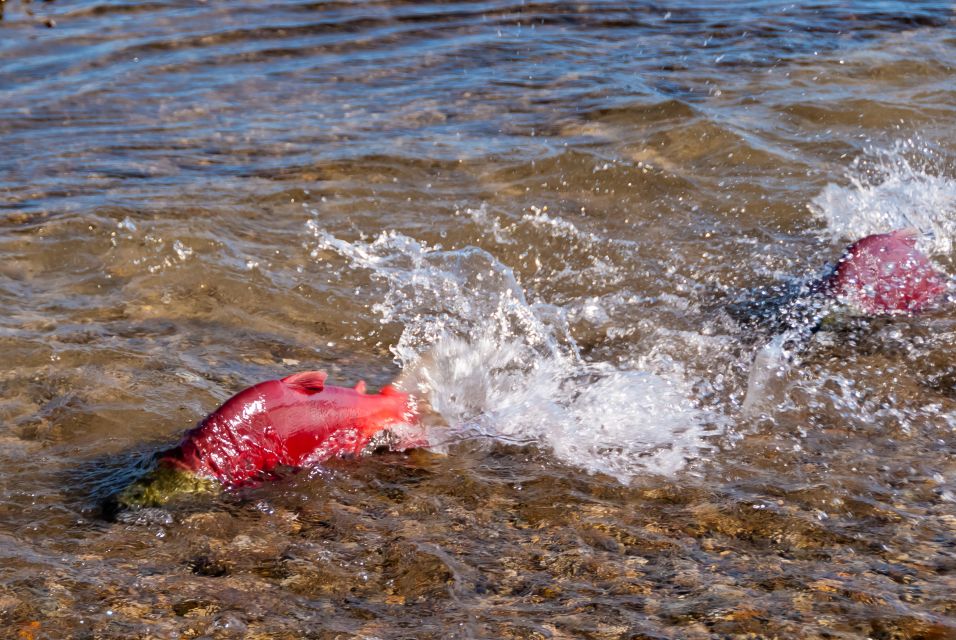 Kelowna: Mission Creek Salmon Run Audio Tour by E-Bike - Tour Inclusions