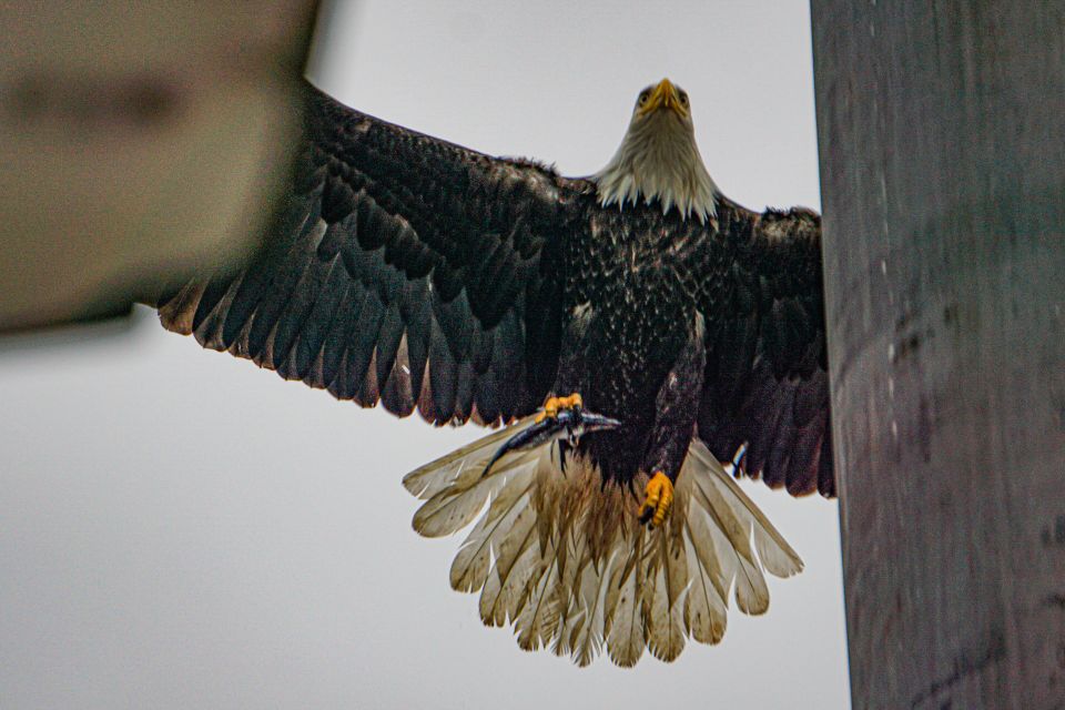 Ketchikan: Husky Walking Tour - Frequently Asked Questions