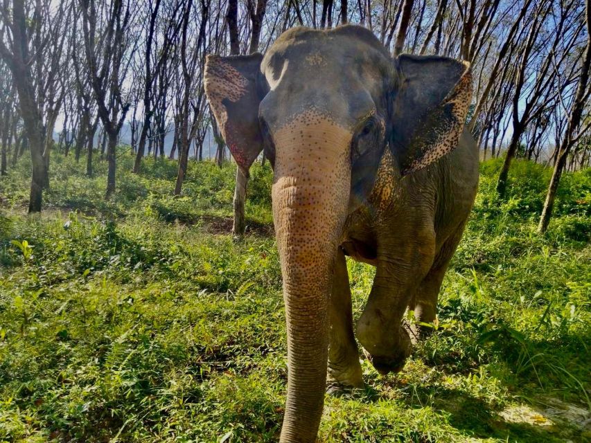 Khao Lak: Guided Walk & Feed Elephant Experience With Pickup - Important Considerations