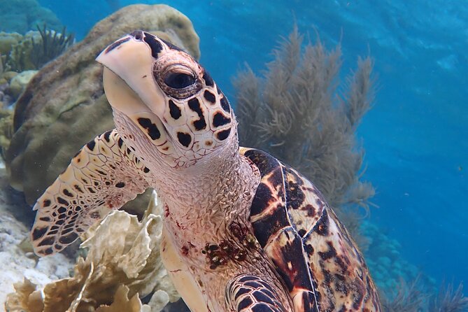 Klein Bonaire Marine Park Snorkeling Excursion - Refreshment Offerings