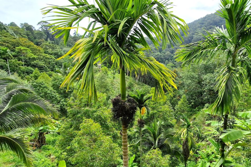 Koh Pha Ngan: ATV Jungle Experience Tour - Booking and Payment